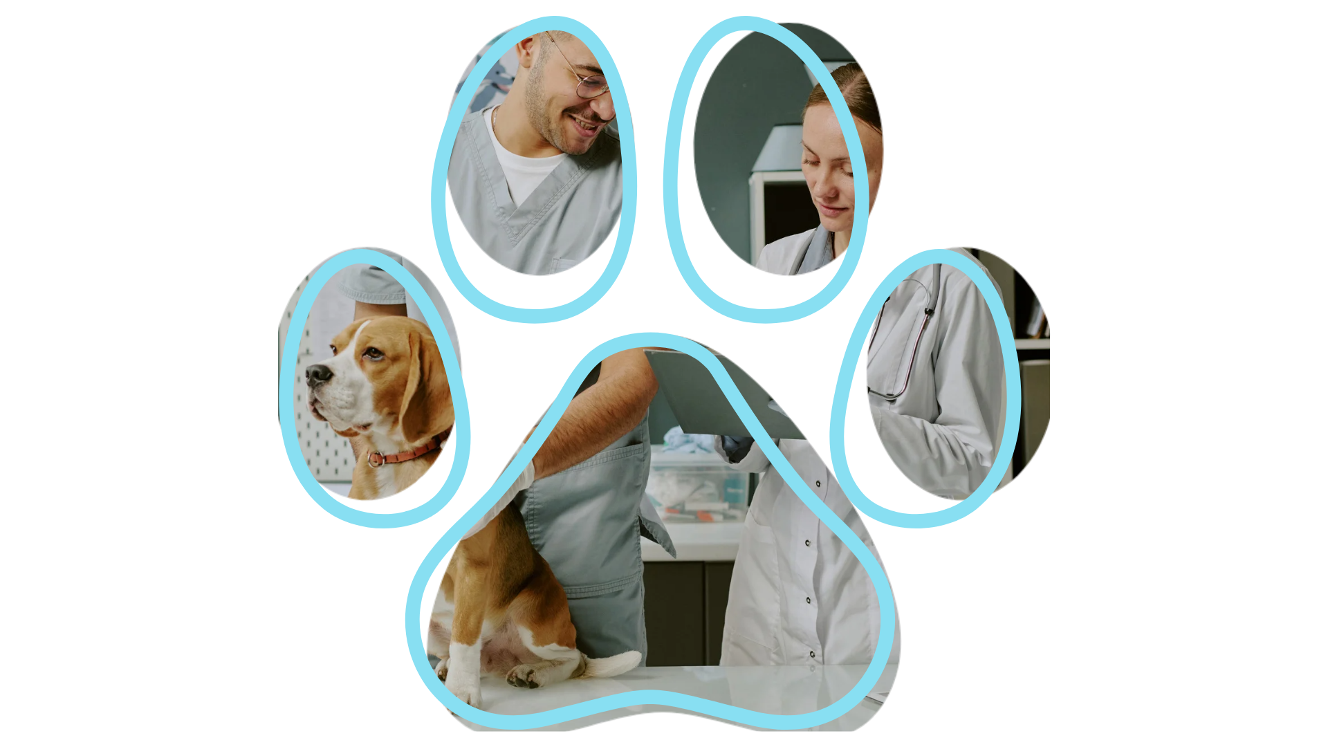 Vet near me dental care service at Dickin Memorial Animal Hospital Endicott