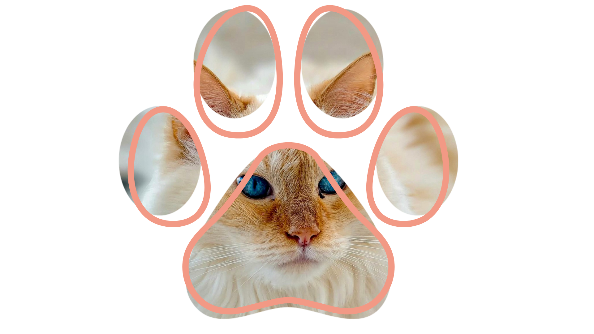 Vet near me telemedicine consultation at Dickin Memorial Animal Hospital Endicott NY