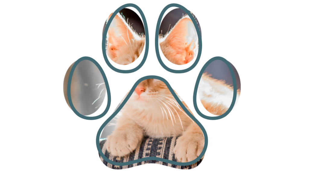 Paw-shaped collage featuring a close-up of a ginger cat with closed eyes and relaxed paws.