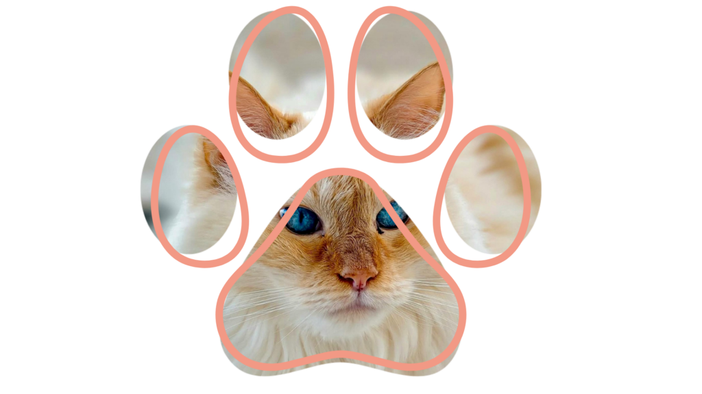 Blue-eyed cat face framed within a pink paw print outline.