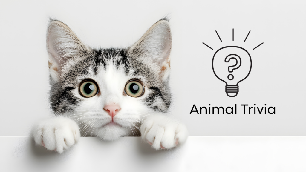 A curious cat peeking over a ledge next to an "Animal Trivia" lightbulb icon.