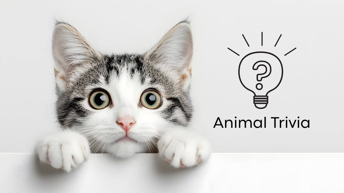 A curious cat peeking over a ledge next to an "Animal Trivia" lightbulb icon.