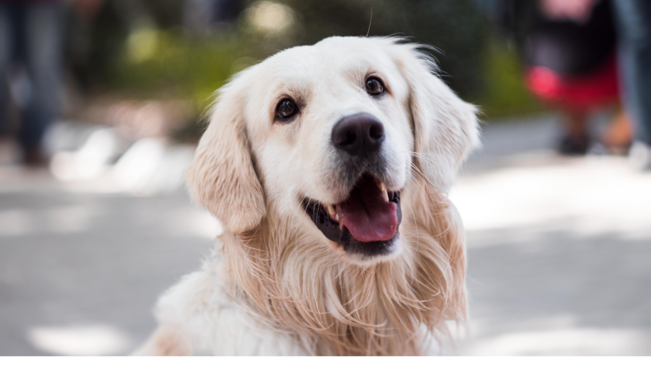 Golden Retriever with a happy expression, mouth open and tongue out, looking directly at the camera.
