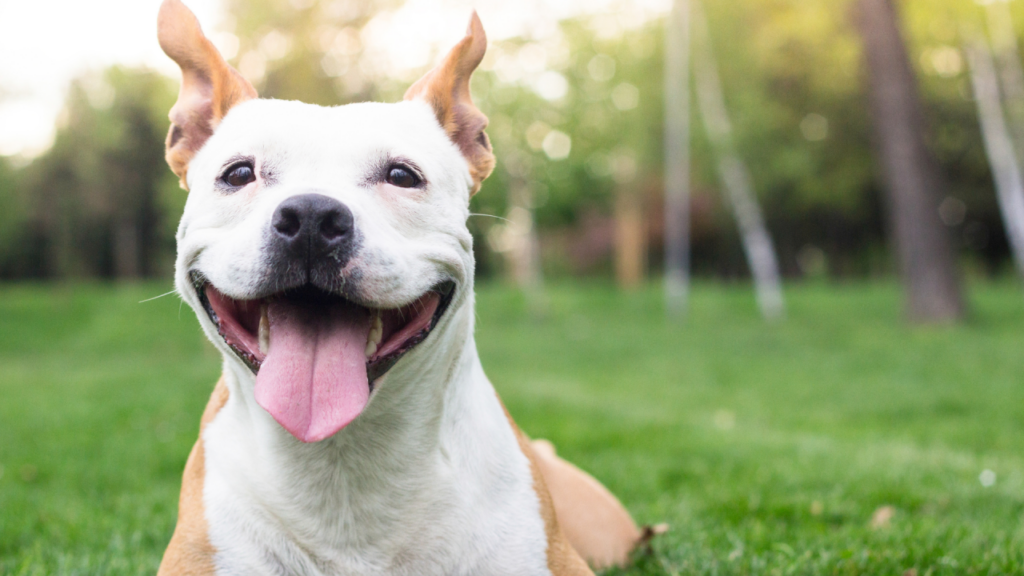 Smiling dog lying on grass with ears perked up, looking directly at the camera.