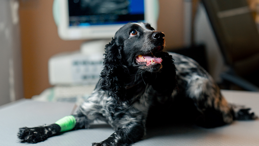 Black and white dog with a green bandage lying on a table, looking upwards.