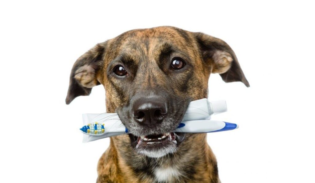Brindle dog holding a toothbrush and toothpaste tube in its mouth.