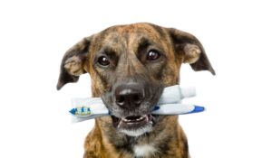 Brindle dog holding a toothbrush and toothpaste tube in its mouth.