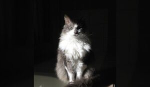 Fluffy grey and white cat sitting in a dimly lit area with a focused gaze.