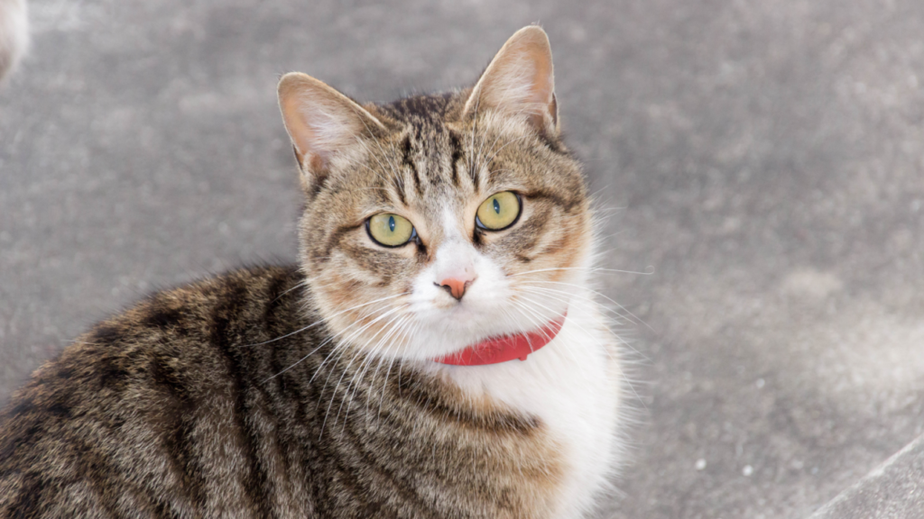 Tabby cat with green eyes and a red collar, looking directly at the camera.