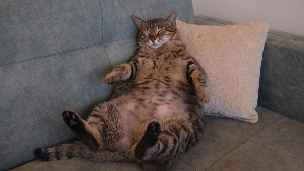 A chubby tabby cat is lounging on a sofa with its eyes closed and belly exposed.