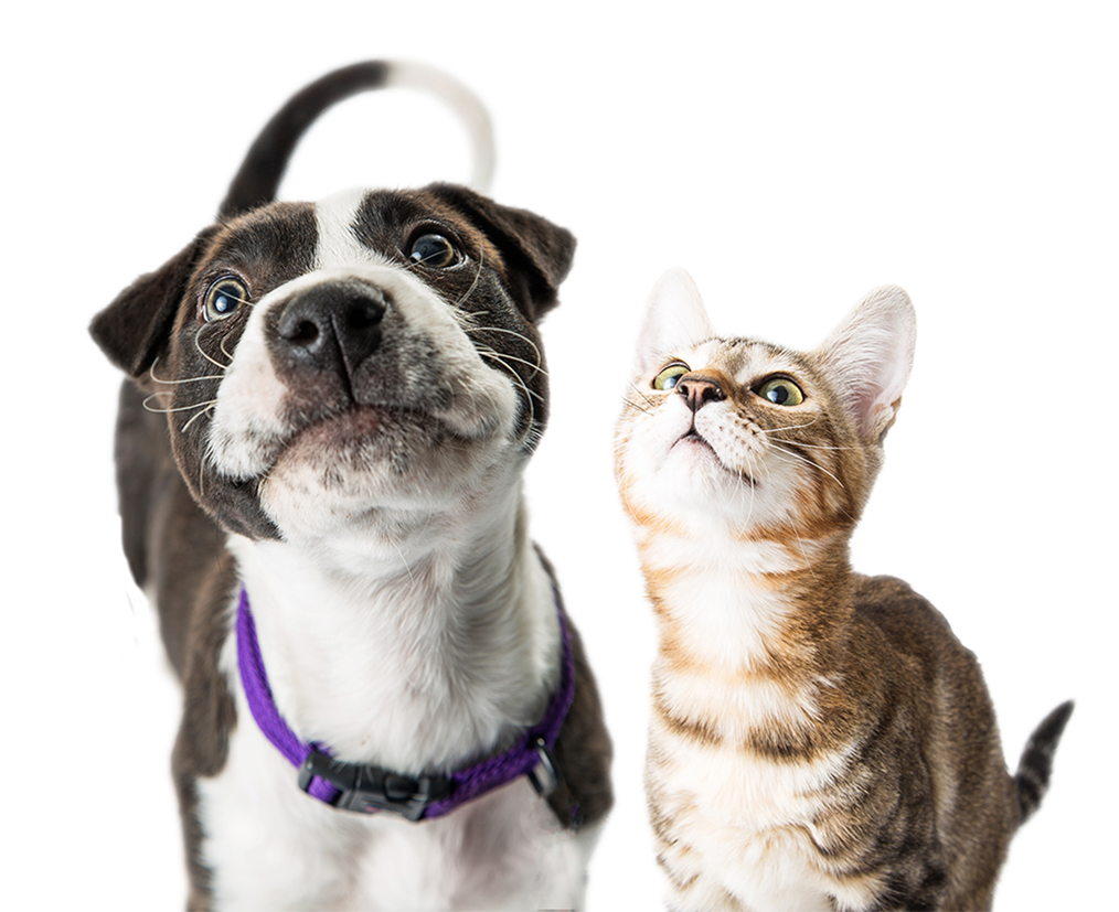 A black and white puppy with a purple collar and a tabby cat sit closely, both looking upwards with curious expressions.