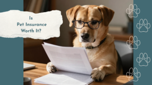 pet insurance consultation at Dickin Memorial Animal Hospital in Endicott NY for dogs and cats