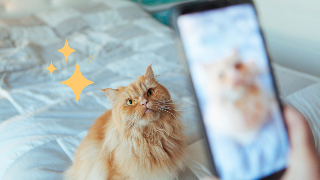 An orange cat sitting on a bed having its photo taken in Endicott, NY