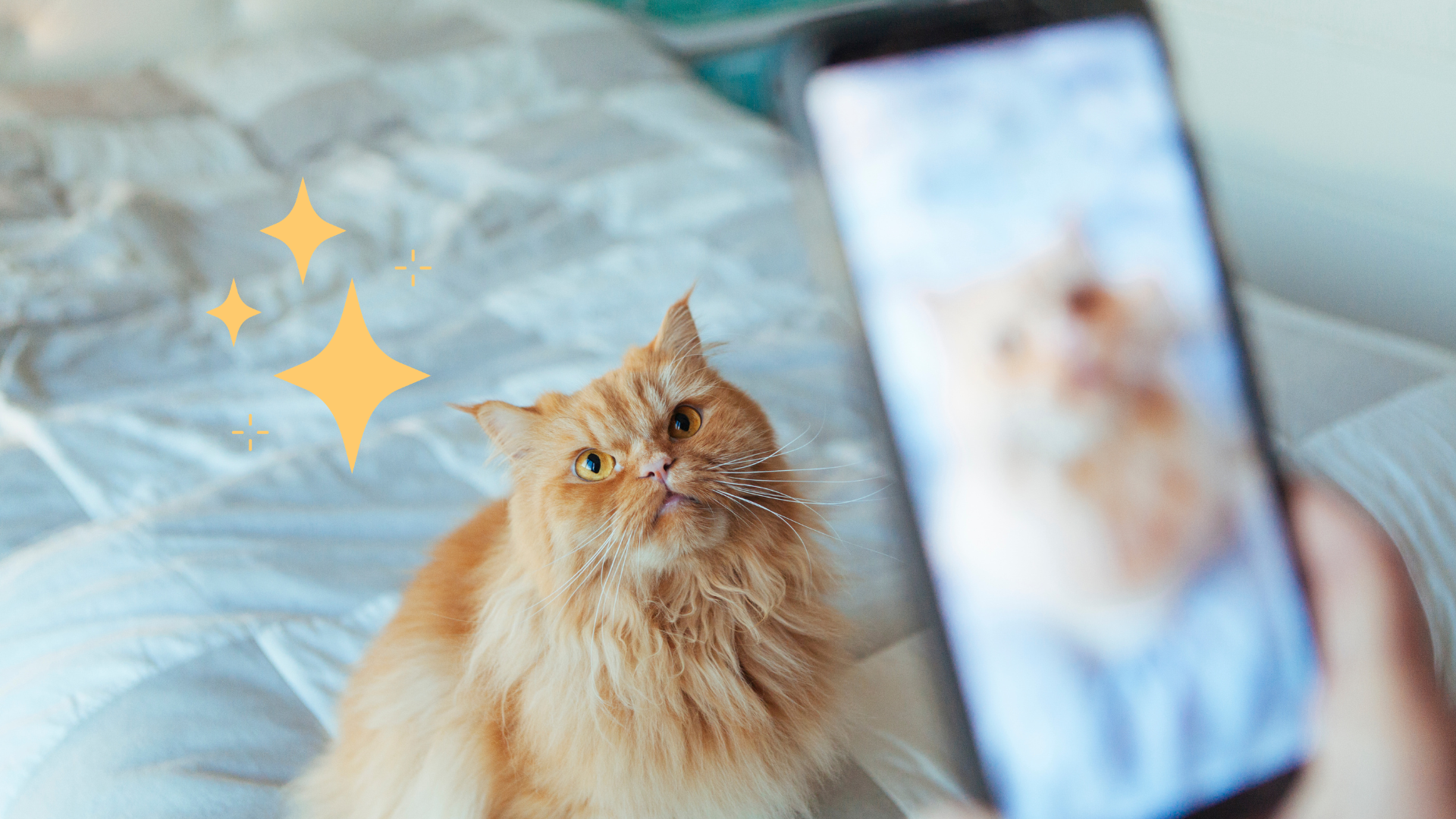 An orange cat sitting on a bed having its photo taken in Endicott, NY