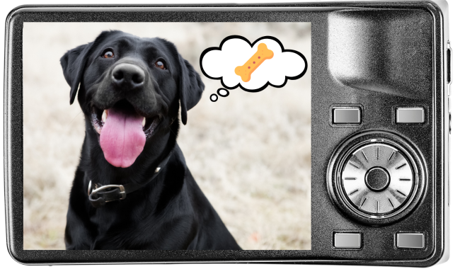A black dog thinking about treats as shown on a digital camera screen