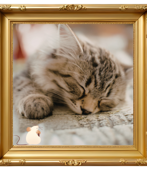 Creating memories with a photo of a sleeping cat in a gold picture frame for Dickin Memorial Animal Hospital in Endicott, NY